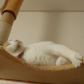 (^.^)の画像