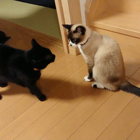 (^-^)vの画像