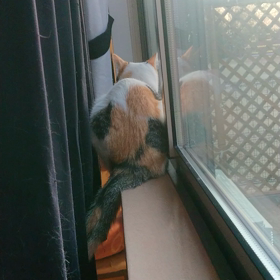 (^○^)の画像