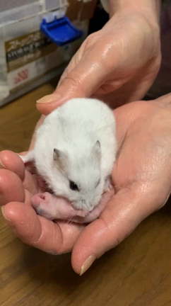 私にもそんな日があるのだの記事動画