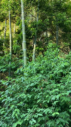 心地よい鳥の声。の記事動画