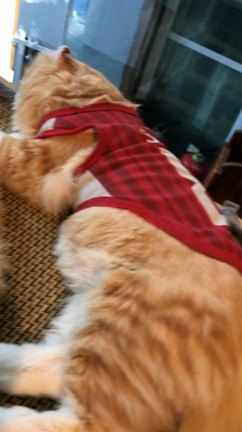 猫カフェの記事動画