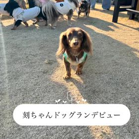 刻音(ときね)ドッグランデビューの画像