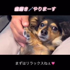 歯磨きトレーニングの画像