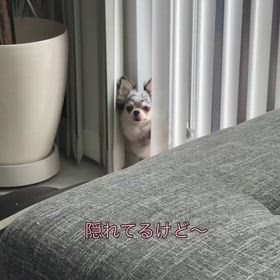 かくれんぼ選手権（笑）の画像