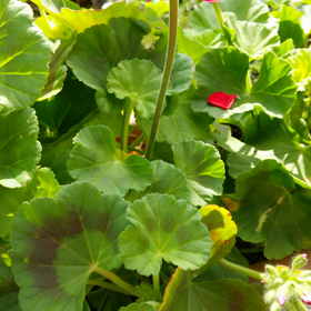 シカ被害 やられたの画像