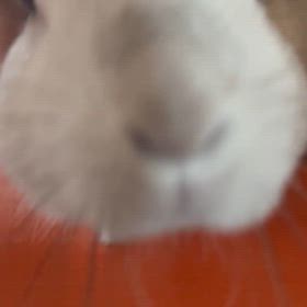 癒しの画像