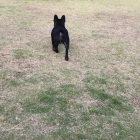 貸切りドッグランの画像