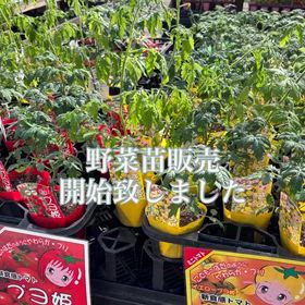 2026/04/11の画像