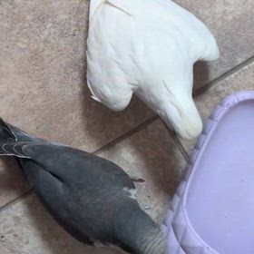 今日もオキナインコを追いかけるオカメの画像