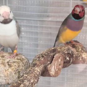 コキンチョウシルバー　綺麗に色づきました。の画像