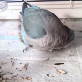 お喋り上手な葵ちゃん、オキナインコの画像
