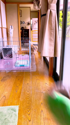 自粛中のうちのイヌ。の記事動画