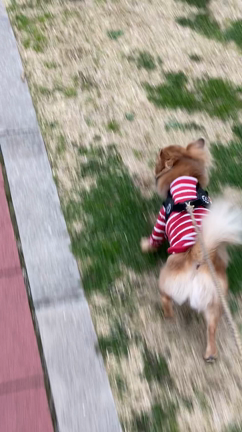 みなとよこはま動物病院への記事動画
