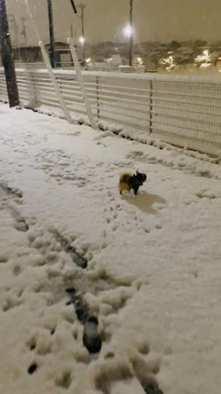 みなとよこはま動物病院への記事動画