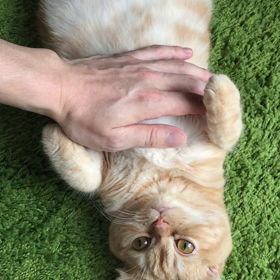されるがままの画像