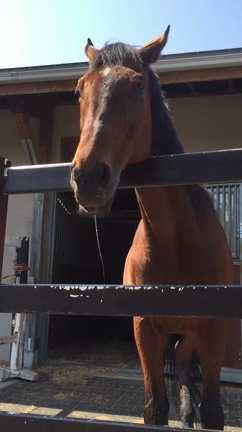 勝手に開催、馬紹介！エントリーNo.1の記事動画