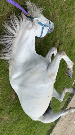 2021アイドルホースの座は…の記事動画