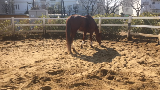 新馬紹介！の記事動画
