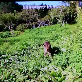 ｻﾁの画像