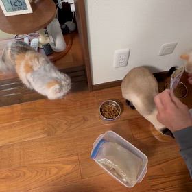 チュールタイムだよの画像