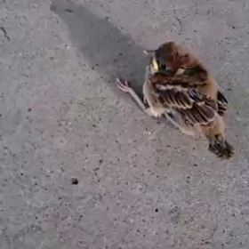 スズメの巣立ち雛の画像