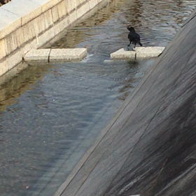 カラスの行水の画像