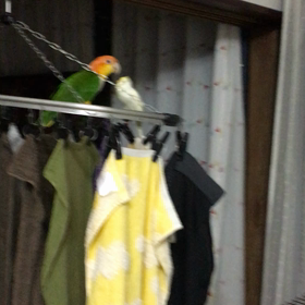 大接近の二羽の画像