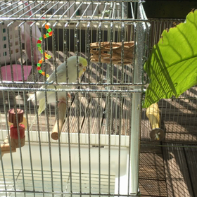 霧吹きに寄ってくるマロンちゃんの画像