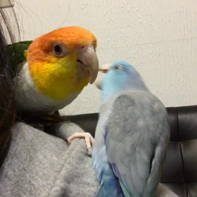 アリとピリの関係そ  の後の画像