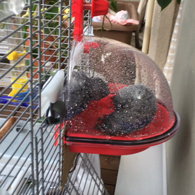 ピリくん初めての水浴びの画像