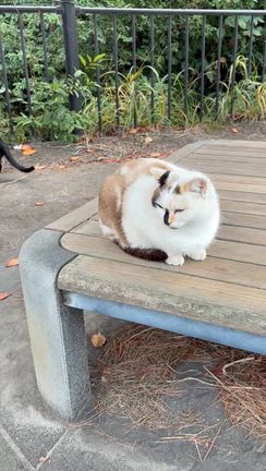 【冬旅・鹿児島】鹿児島旅行中に出会ったねこちゃん達！の記事動画