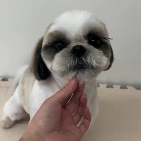 そうくんの頭を1周ぐるっとの画像