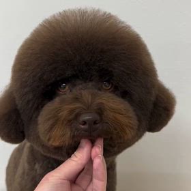韓国風テディの画像