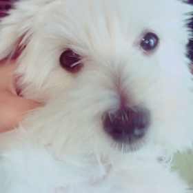 my PET∪･ω･∪の画像