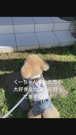 嬉し悲しい思い出のカフェの記事動画