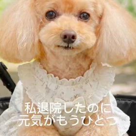 動画一覧｜nonまま家族のシンプルライフ