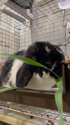 生牧草が入荷再開です！の記事動画