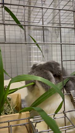 生牧草が入荷再開です！の記事動画