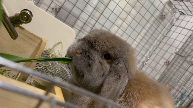 生牧草が入荷再開です！の記事動画