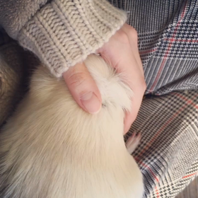 もふもふの画像