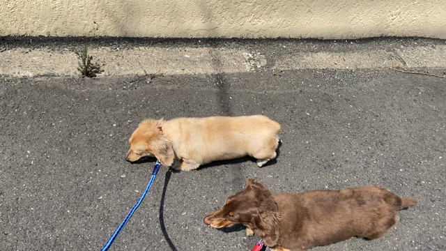 お疲れ散歩の記事動画