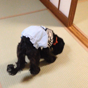 年末のショコラとの宿泊の画像