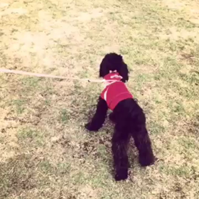 ある日のお散歩の画像