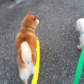 Cat's&Dog'sの画像