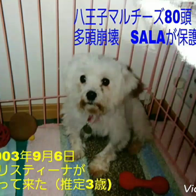 Smileの画像