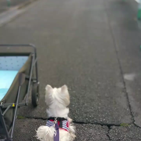 つばさ　ようやく本調子の画像