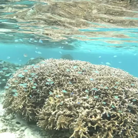 Thankyou Dayの画像