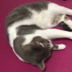 サスケ日記〜心狭いにいちゃんの画像