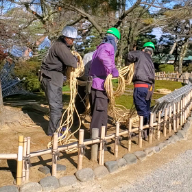 雪吊り動画①の画像